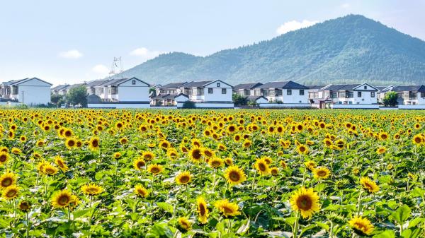 2004管家婆一肖一码澳门码,【锚定现代化 改革再深化】徐州铜山：一以贯之用好改革“发展法宝”打造现代化“江苏强区”